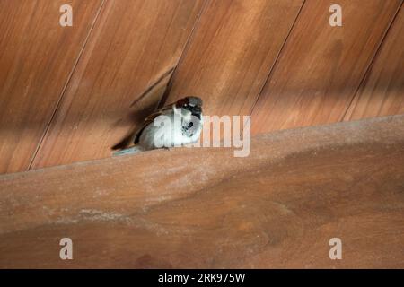 Piccolo passero arpato sulla struttura del tetto in legno Foto Stock