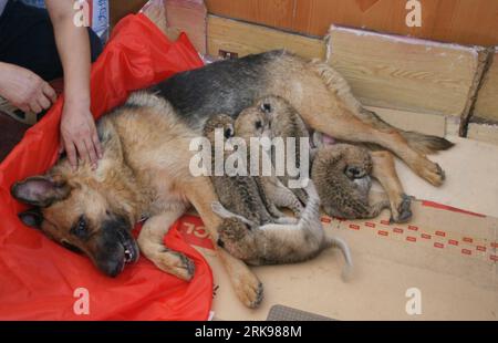 Bildnummer: 54149301 Datum: 16.06.2010 Copyright: imago/Xinhua (100617) -- CANGZHOU, 17 giugno 2010 (Xinhua) -- Un cane succhia i quintuplets di cuccioli di liger, all'interno dello zoo di Wuqiao Acrobatics Panorama Scenic zone, a Cangzhou, nella provincia di Hebei, nella Cina settentrionale, 16 giugno 2010. Un leone femminile Didi ha dato il parto dopo 3 mesi di gestazione a 3 ligri maschi e 2 femmine, con il più pesante a 1.400 grammi, il più leggero a 1.100 grammi e il più lungo a 40 centimetri, il tutto in condizioni sane, nelle ore di punta del 15 giugno. (Xinhua) (px) (2)CHINA-HEBEI-LIGER CUBS QUINTUPLETS-BIRTH(CN) PUBLICATIONxNOTxINxC Foto Stock