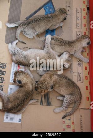 Bildnummer: 54149302 Datum: 16.06.2010 Copyright: imago/Xinhua (100617) -- CANGZHOU, 17 giugno 2010 (Xinhua) -- foto scattata il 16 giugno 2010 mostra i quintuplets di cuccioli di liger, all'interno dello zoo di Wuqiao Acrobatics Panorama Scenic zone, a Cangzhou, nella provincia di Hebei nella Cina settentrionale. Un leone femminile Didi ha dato il parto dopo 3 mesi di gestazione a 3 ligri maschi e 2 femmine, con il più pesante a 1.400 grammi, il più leggero a 1.100 grammi e il più lungo a 40 centimetri, il tutto in condizioni sane, nelle ore di punta del 15 giugno. (Xinhua) (px) (1)CHINA-HEBEI-LIGER CUBS QUINTUPLETS-BIRTH(CN) PUBLICATIONxNO Foto Stock