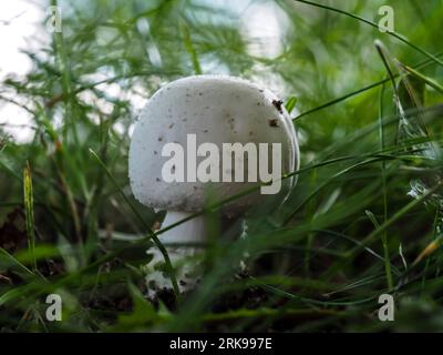 Fungo tuberoso in habitat naturale, Agaricus silvicola, fungo commestibile, gustoso, profumo di anice, giovane fungo bianco a forma di campana, corpo fruttato da vicino su un Foto Stock