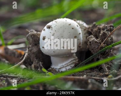 Fungo tuberoso in habitat naturale, Agaricus silvicola, fungo commestibile, gustoso, profumo di anice, giovane fungo bianco a forma di campana, corpo fruttato da vicino su un Foto Stock