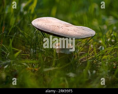 Fungo tuberoso in habitat naturale, Agaricus silvicola, fungo commestibile, saporito, odore di anice, matura il fungo vecchio con un cappuccio spalmabile su un delicato ba Foto Stock