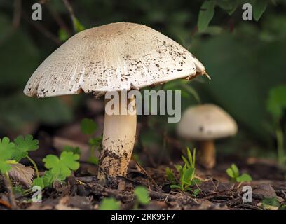 Fungo tuberoso in habitat naturale, Agaricus silvicola, fungo commestibile, saporito, odore di anice, matura il fungo vecchio con un cappuccio spalmabile su un delicato ba Foto Stock