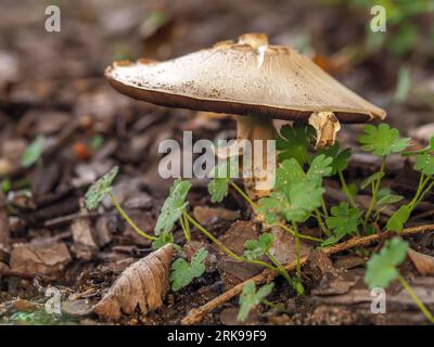 Fungo tuberoso in habitat naturale, Agaricus silvicola, fungo commestibile, saporito, odore di anice, matura il fungo vecchio con un cappuccio spalmabile su un delicato ba Foto Stock