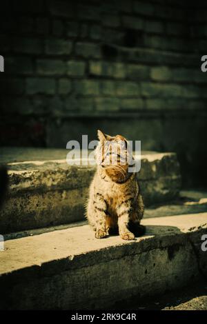 On a sunny day, a tabby homeless cat sits on the steps of a building. Urban animal welfare. Stock Photo