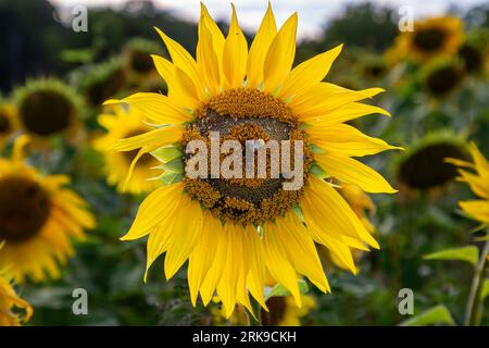Una testa di girasole con i semi rimossi per indicare un volto, con un'ape appollaiata in posizione di naso Foto Stock