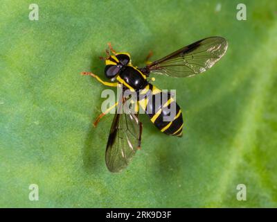 Donna adulta Xanthogramma pedissequum, superba balestra formica-collina, riposa in un giardino del Devon, Regno Unito Foto Stock