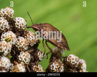 Insetto scudo tartaruga britannico, Eurygaster testudinaria, sull'umbel di yarrow, Achillea millefolium Foto Stock