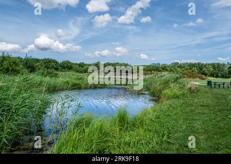 Splendido parco paesaggistico, chiamato Het Abtwoudse Bos, al confine con la città di Delft, Paesi Bassi. La foresta con molti torrenti d'acqua e piccolo brid Foto Stock