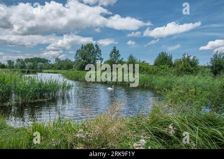 Splendido parco paesaggistico, chiamato Het Abtwoudse Bos, al confine con la città di Delft, Paesi Bassi. La foresta con molti torrenti d'acqua e piccolo brid Foto Stock