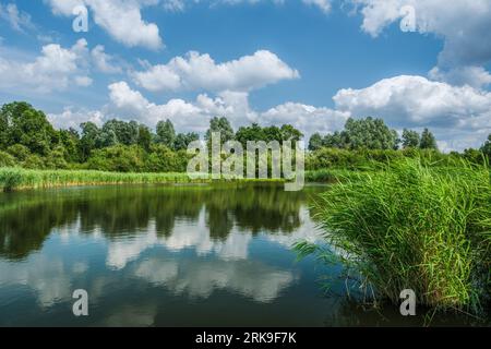 Splendido parco paesaggistico, chiamato Het Abtwoudse Bos, al confine con la città di Delft, Paesi Bassi. La foresta con molti torrenti d'acqua e piccolo brid Foto Stock