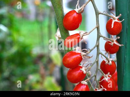 Bella rossa mature cimelio di pomodori coltivati in serra. Giardinaggio fotografia di pomodoro con copia spazio. Profondità di campo Foto Stock