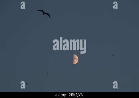 A half moon appeared in the sky in Istanbul with seagulls flying around the evening time. Stock Photo