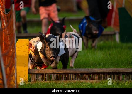 percorso a ostacoli per maiali molto eccitante Foto Stock