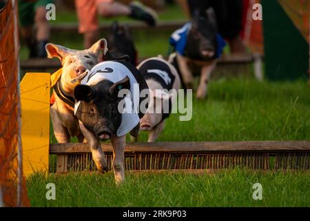 percorso a ostacoli per maiali molto eccitante Foto Stock