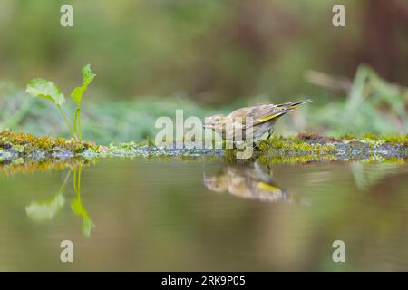 Europeo Greenfinch Carduelis chloris, giovani beve con riflessione, Suffolk, Inghilterra, agosto Foto Stock