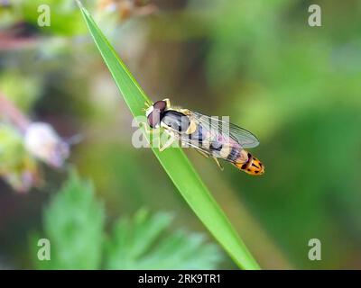 Volo lungo, Gewöhnliche Langbauchschwebfliege, Syrphe porte-Plume, Sphaerophoria scripta, tarka darázslégy, Ungheria, Budapest, Magyarprszág, Europa Foto Stock