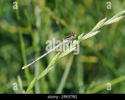 Damselfly a zampe bianche, Blaue Federlibelle, Pennipatte bleuâtre, Platycnemis Pennipes, széleslábú szitakötő, Budapest, Ungheria, Magyarország, Europa Foto Stock