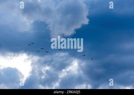 A low angle of birds soaring in the sky at Chughureti Bridge in Tbilisi, Georgia Stock Photo