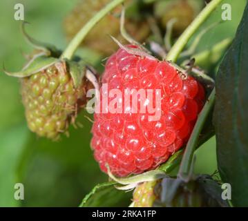 Frutti di lampone e foglie verdi su un ramo di cespuglio Foto Stock
