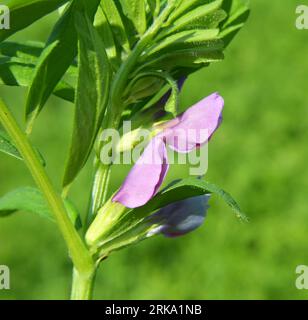 La veccia (Vicia sativa) cresce in un campo agricolo Foto Stock