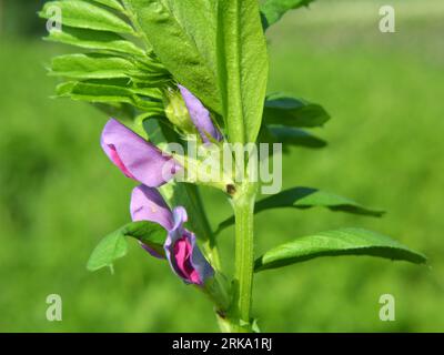 La veccia (Vicia sativa) cresce in un campo agricolo Foto Stock