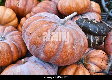 Orange 'Musquee de Provence' pumpkin. Also called Fairytale pumpkin Foto Stock