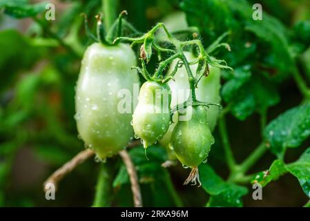 Pomodori San marzano. pomodori crudi pomodori verdi. Foto Stock