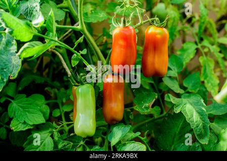 Pomodori San marzano. Pomodori rossi e verdi. Foto Stock