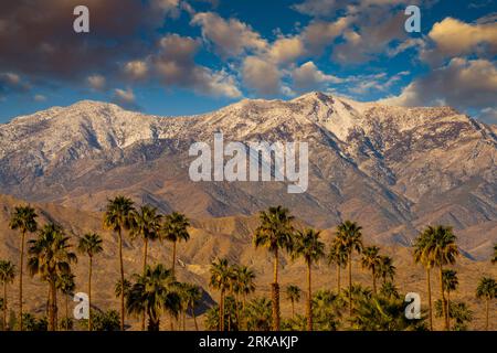 Alba innevata e palme, Santa Rosa e San Jacinto Mountains National Monument, California, vicino a Palm Springs Foto Stock
