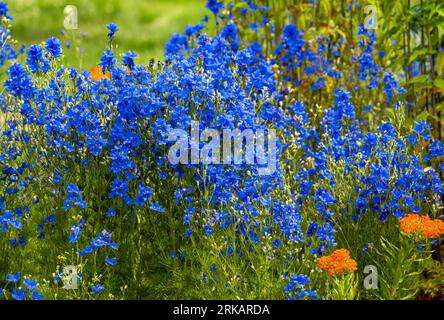 Una splendida macchia blu di Delphinium, fiori di Larkspur che crescono in un giardino, mescolati con un po' di Milkweed farfalla per contrasto. Foto Stock