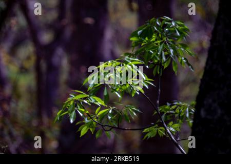 Scenario naturale della foresta pluviale selvaggia preservata Foto Stock