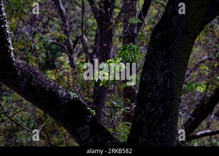 Scenario naturale della foresta pluviale selvaggia preservata Foto Stock