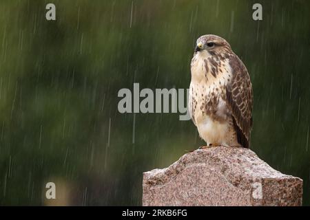 Buzzard arroccato su lapide nel cimitero Foto Stock