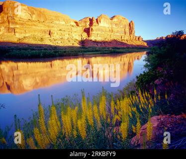 Prince's Plume e il fiume Colorado, vicino a Moab, Utah, Stanleya pinnata, mattina Foto Stock