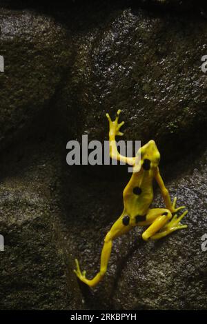 Bildnummer: 54592570  Datum: 01.11.2010  Copyright: imago/Xinhua (101102) -- PANAMA CITY, Nov. 2, 2010 (Xinhua) -- A Panamanian golden frog (Atelopus zeteki) is seen at the El Nispero zoo in Valle de Anton, 124 km east of Panama City, on Nov. 1, 2010. The Panamanian golden frogs which usually inhabit in tropical forest regions, is critically endangered all over the world. (Xinhua/Wang Pei) (wh) PANAMA-BIOLOGY-PANAMANIAN GOLDEN FROG PUBLICATIONxNOTxINxCHN Tiere kbdig xkg 2010 hoch Aufmacher premiumd  o0 Frosch, Stummelfußfrosch    Bildnummer 54592570 Date 01 11 2010 Copyright Imago XINHUA  Pana Stock Photo