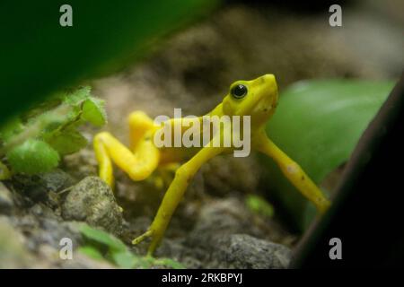 Bildnummer: 54592569  Datum: 01.11.2010  Copyright: imago/Xinhua (101102) -- PANAMA CITY, Nov. 2, 2010 (Xinhua) -- A Panamanian golden frog (Atelopus zeteki) is seen at the El Nispero zoo in Valle de Anton, 124 km east of Panama City, on Nov. 1, 2010. The Panamanian golden frogs which usually inhabit in tropical forest regions, is critically endangered all over the world. (Xinhua/Wang Pei) (wh) PANAMA-BIOLOGY-PANAMANIAN GOLDEN FROG PUBLICATIONxNOTxINxCHN Tiere kbdig xkg 2010 quer Aufmacher premiumd  o0 Frosch, Stummelfußfrosch    Bildnummer 54592569 Date 01 11 2010 Copyright Imago XINHUA  Pana Stock Photo