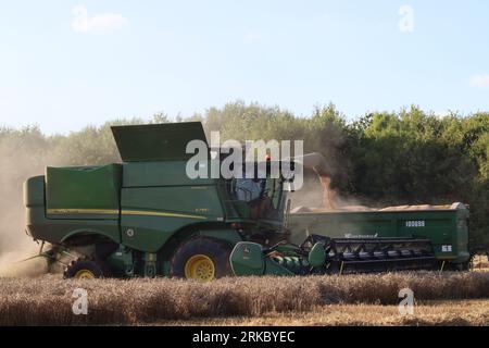 Ultimi chicchi di frumento vuoti dal tubo di mandata della mietitrebbiatrice in un rimorchio Ktwo Roadeo 1600 completamente carico con il raccolto raccolto raccolto sequestrato. Foto Stock