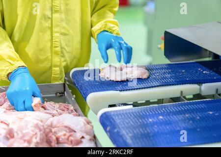 Carne di pollo su nastro trasportatore per automatizzare il taglio delle dimensioni nella produzione di alimenti da carne. Foto Stock