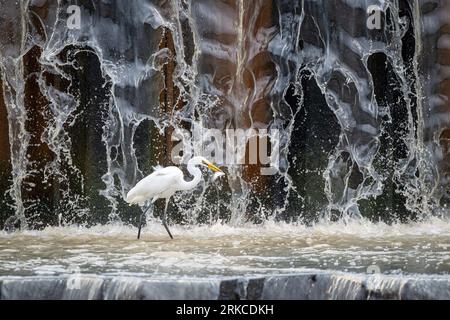 Un grande Egret si tuffa nelle acque poco profonde della diga di Warrego Weir, trasportando prede nel suo conto dopo aver appena catturato questo piccolo e grazioso portico. Foto Stock