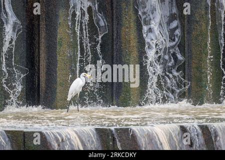 Un grande Egret si tuffa nelle acque poco profonde della diga di Warrego Weir, trasportando prede nel suo conto dopo aver appena catturato questo piccolo e grazioso portico. Foto Stock