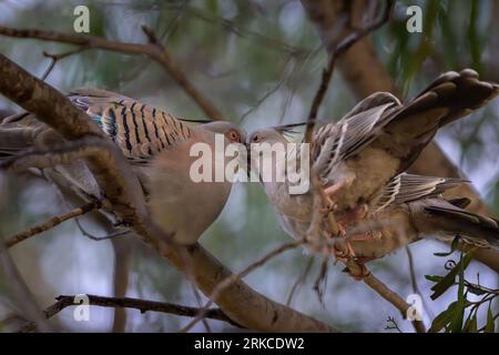 Una femmina di piccione Crested è appollaiata su un albero di fronte ai suoi ansiosi due fuggitivi celesti che vengono tranquillamente nutriti dalla loro madre. Foto Stock