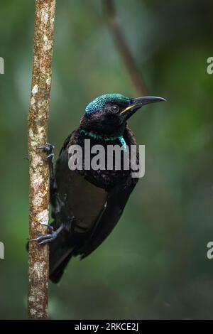 Un magnifico uccello da fucilieri maschio di Victoria è appollaiato verticalmente su una piccola e sottile foresta pluviale in cerca di cibo. Foto Stock