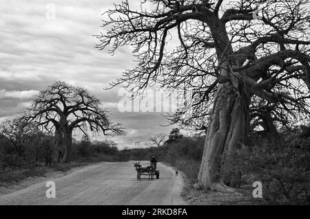 Abitante africano che viaggia su un carretto d'asino attraverso una strada di campagna costeggiata da giganti alberi di baobab a Limpopo, in Sudafrica Foto Stock