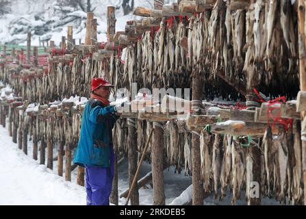 Bildnummer: 54927723 Datum: 19.02.2011 Copyright: imago/Xinhua (110219) -- PYEONGCHANG, 19 febbraio 2011 (Xinhua) -- i lavoratori sudcoreani producono Hwangtae (pollice essiccato) a Pyeongchang, provincia di Gangwon in Corea del Sud il 19 febbraio 2011. Hwangtae presenta sapori unici maturati dai venti freddi e dalla neve durante l'inverno a Pyeongchang. Da secoli è il cibo preferito dai coreani.(Xinhua/Park Jin Hee) (msq) COREA DEL SUD-HWANGTAE PUBLICATIONxNOTxINxCHN Wirtschaft kbdig xkg 2011 quer o0 Fisch, getrocknet, Trockenfisch, Lagerung, Trocknung, Dorsch, Fischerei, Winter, Jahreszeit Bi Foto Stock