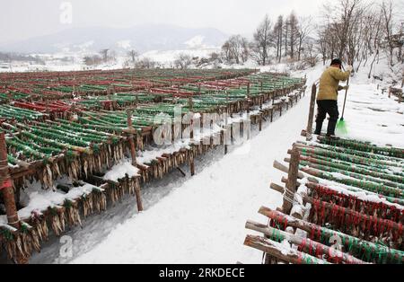 Bildnummer: 54927725  Datum: 19.02.2011  Copyright: imago/Xinhua (110219) -- PYEONGCHANG, Feb. 19, 2011 (Xinhua) -- A South Korean worker sweeps snow at a Hwangtae (dried pollack) factory in Pyeongchang, Gangwon Province in South Korea on Feb. 19, 2011. Hwangtae features unique flavors matured in the bitterly cold winds and snow during winter in Pyeongchang. It has been a favorite food of Koreans for centuries.(Xinhua/Park Jin Hee) (msq) SOUTH KOREA-HWANGTAE PUBLICATIONxNOTxINxCHN Wirtschaft kbdig xkg 2011 quer  o0 Fisch, getrocknet, Trockenfisch, Lagerung, Trocknung, Dorsch, Fischerei, Winter Stock Photo