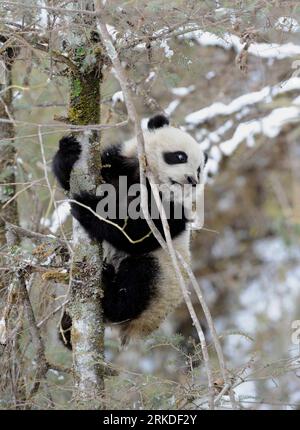 Bildnummer: 54930974  Datum: 20.02.2011  Copyright: imago/Xinhua (110220) -- WOLONG, Feb. 20, 2011 (Xinhua) -- Six-month giant panda Taotao climbs a tree on a training field in Wolong, southwest China s Sichuan Province, Feb. 20, 2011. Giant panda Caocao and her child Taotao, the first giant panda born in a traing field for wildness, are now stepping up to a new phase of training as the six-month-old Taotao not only well handled basic skills such as walking, climbing trees and looking for food in nature, but also cultivated the sense of alert and expeling the different in king. As they move to Stock Photo