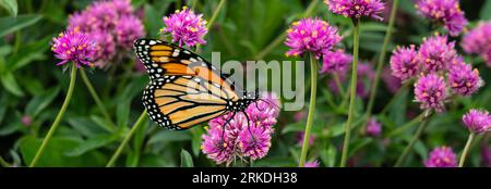 La farfalla Monarch che si nutre di fiori nei giardini Parkview, Winkler, Manitoba, Canada. Foto Stock