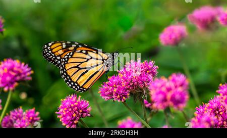 La farfalla Monarch che si nutre di fiori nei giardini Parkview, Winkler, Manitoba, Canada. Foto Stock