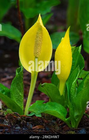 Skunk Cabbage nel Goldstream Provincial Park, Vancouver Island, British Columbia, Canada. Foto Stock